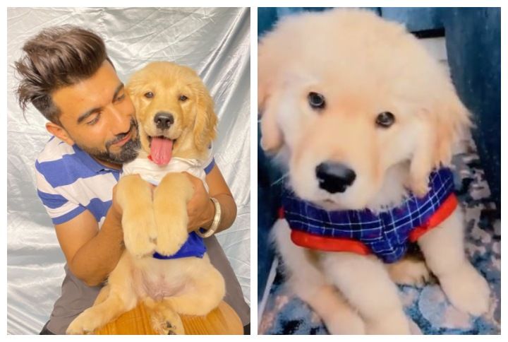 10 Reels By Mr. MNV’s Puppy Bronny That’ll Make Your Heart Melt