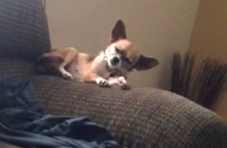 Falling Down Lol GIF by America's Funniest Home Videos - Find & Share on GIPHY