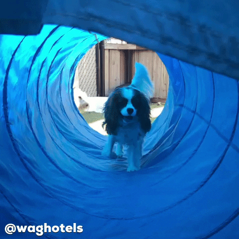 Wag Hotels GIF - Find & Share on GIPHY