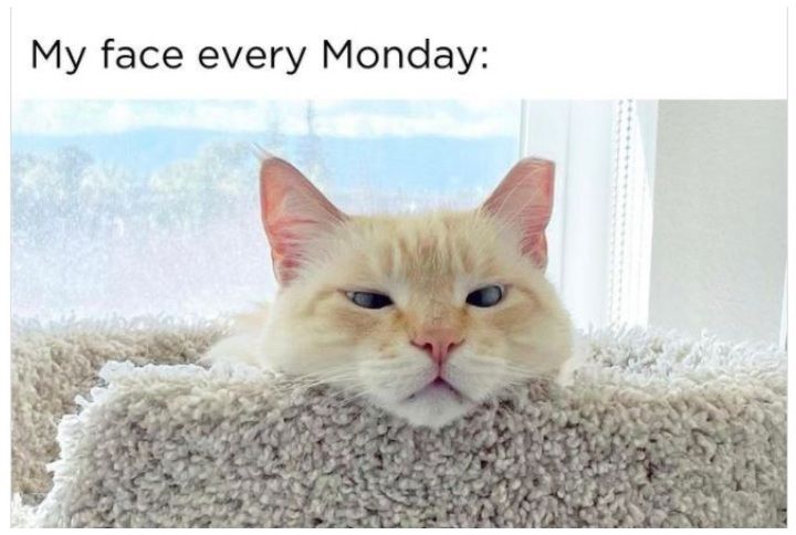 10 Monday Memes That Are Just An Absolute Mood | MissMalini