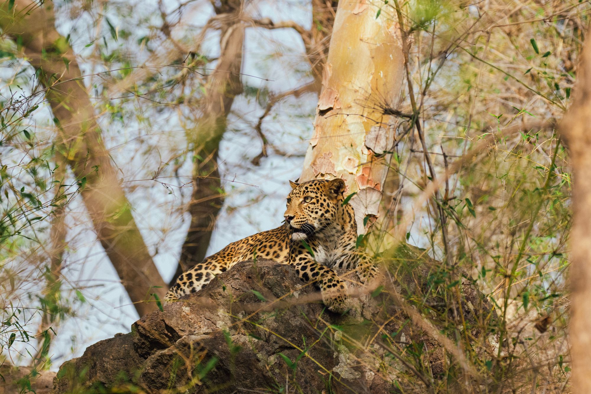 Leopard at Bandhavgarh National Park in Madhya Pradesh in India By Girish Menon | www.shutterstock.com