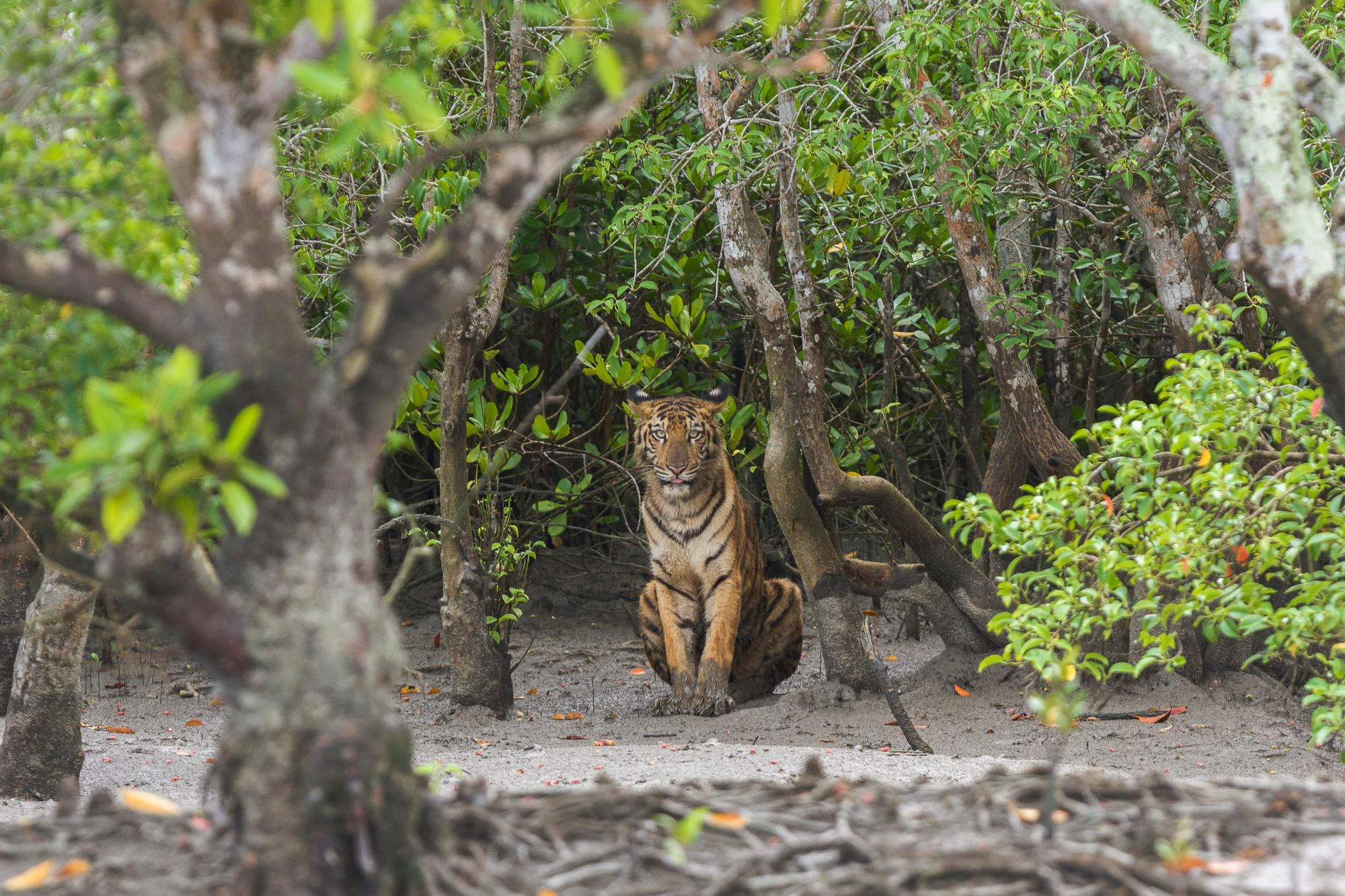 Bengal Tiger at Sunderban Tiger Reserve By Soumyajit Nandy | www.shutterstock.com