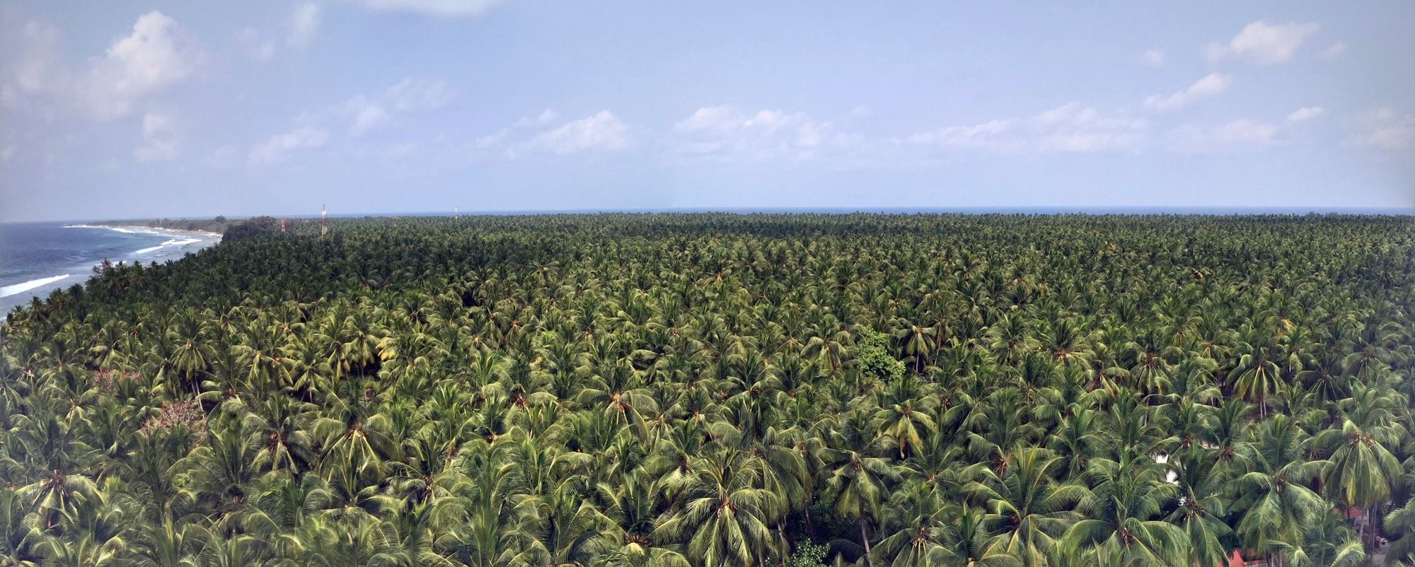 Coconut Trees On An Island by ClickingHappiness | www.shutterstock.com
