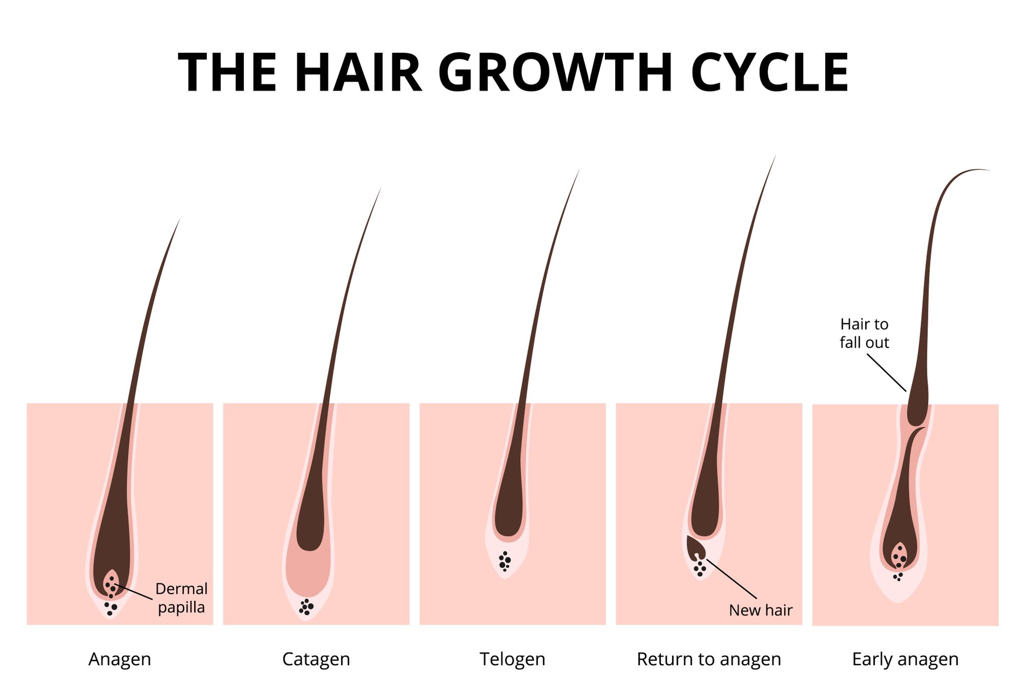 Hair growth cycle by Marochkina Anastasiia | www.shutterstock.com