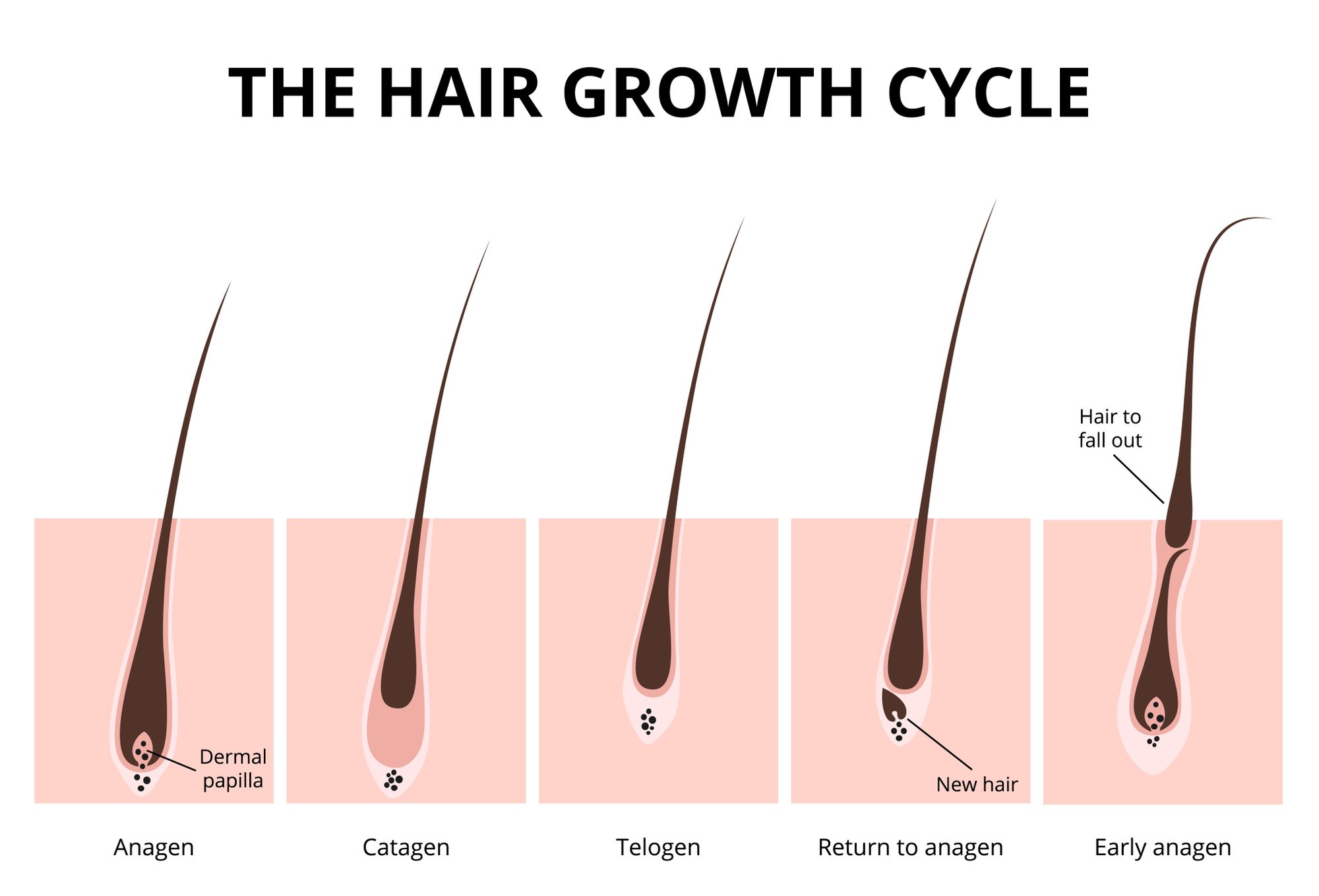 Baby Hairs or Breakage: How to Tell Which You Have