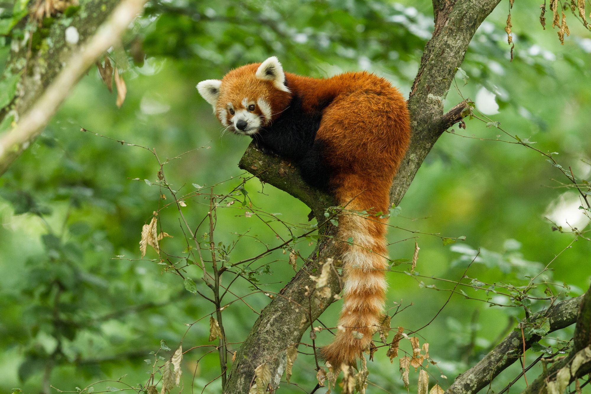 Red Panda By AB Photographie | www.shutterstock.com