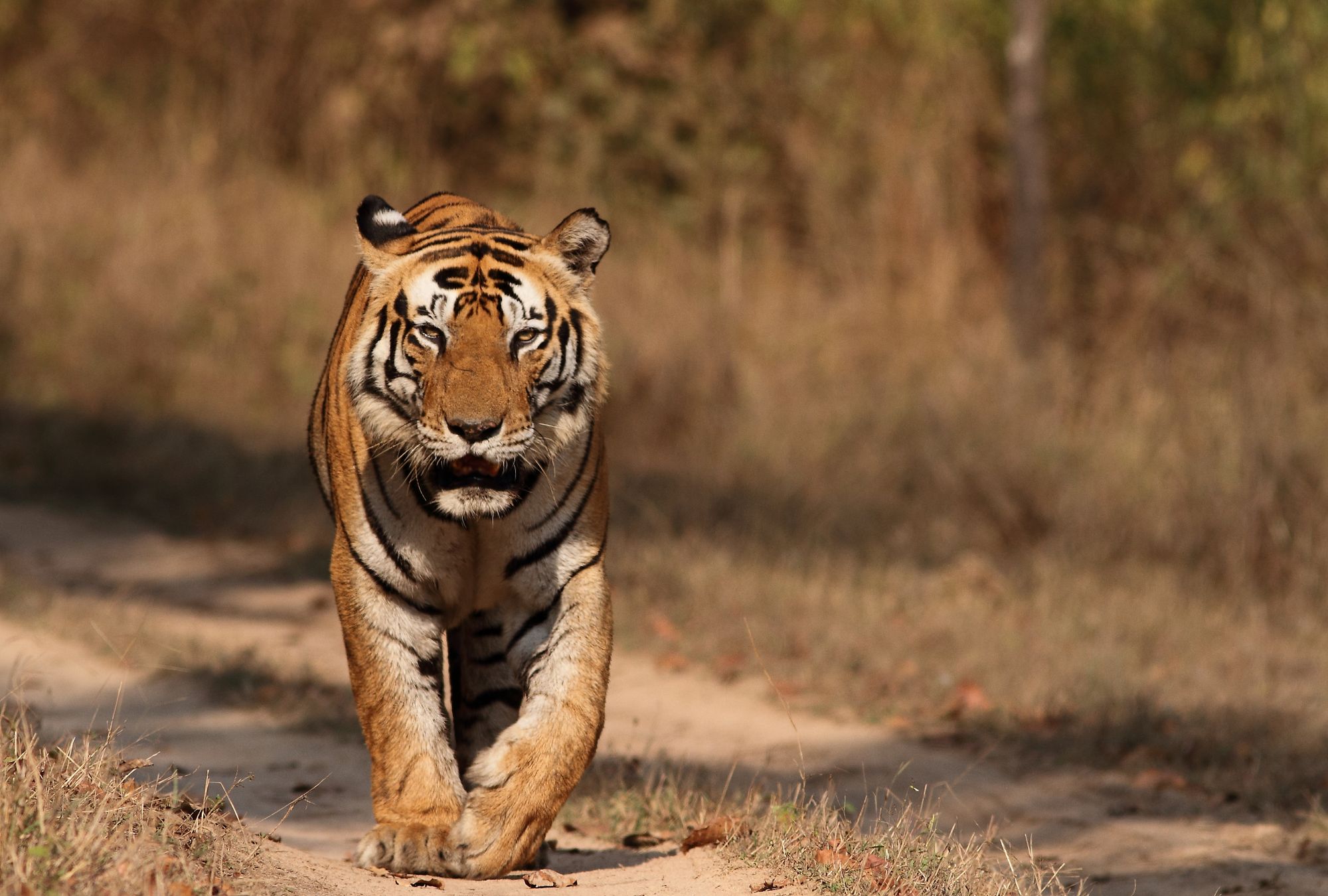 Dominant Male Tiger Munna from Kanha National Park By Anuradha Marwah | www.shutterstock.com