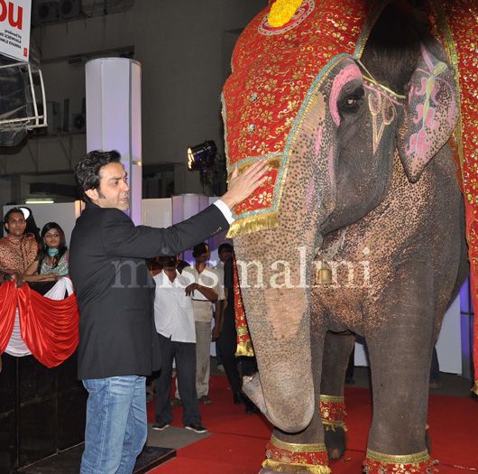 Bobby Deol patting the elephant