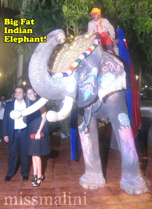 real live elephant