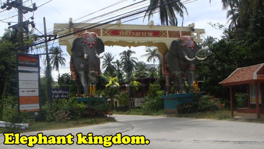 elephant.kingdom