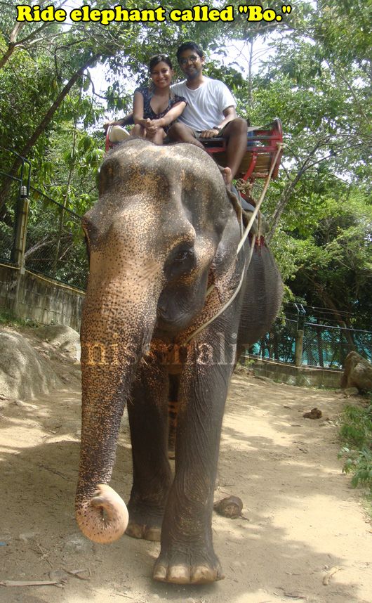 elephant.ride