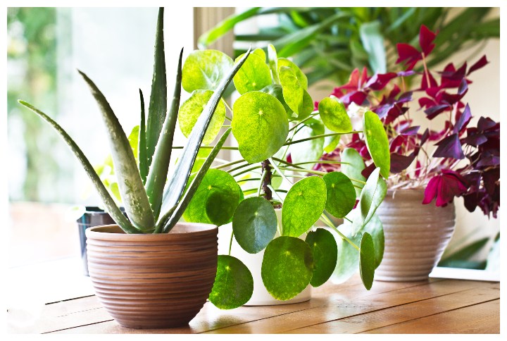 5 Air-Purifying Indoor Plants That Are Hard To  Kill